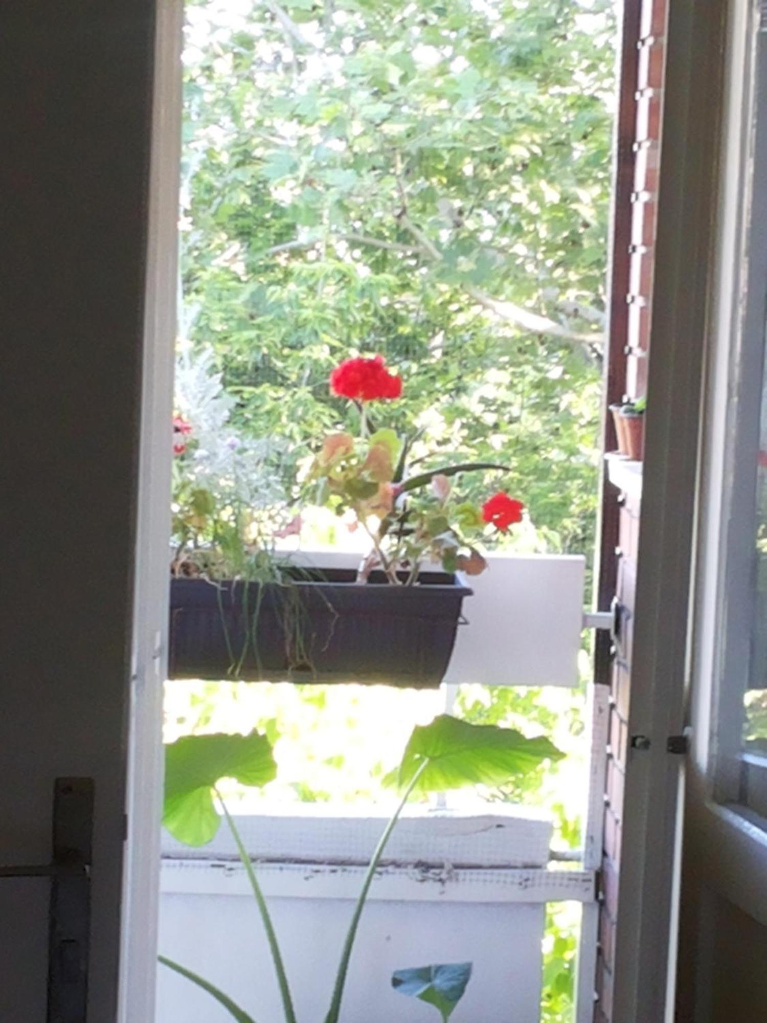 B&B Girasole Novi Sad Ruang foto